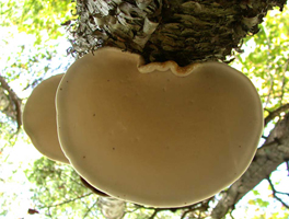 Piptoporus betulinus, underside pore surface of a fresh fruiting body.